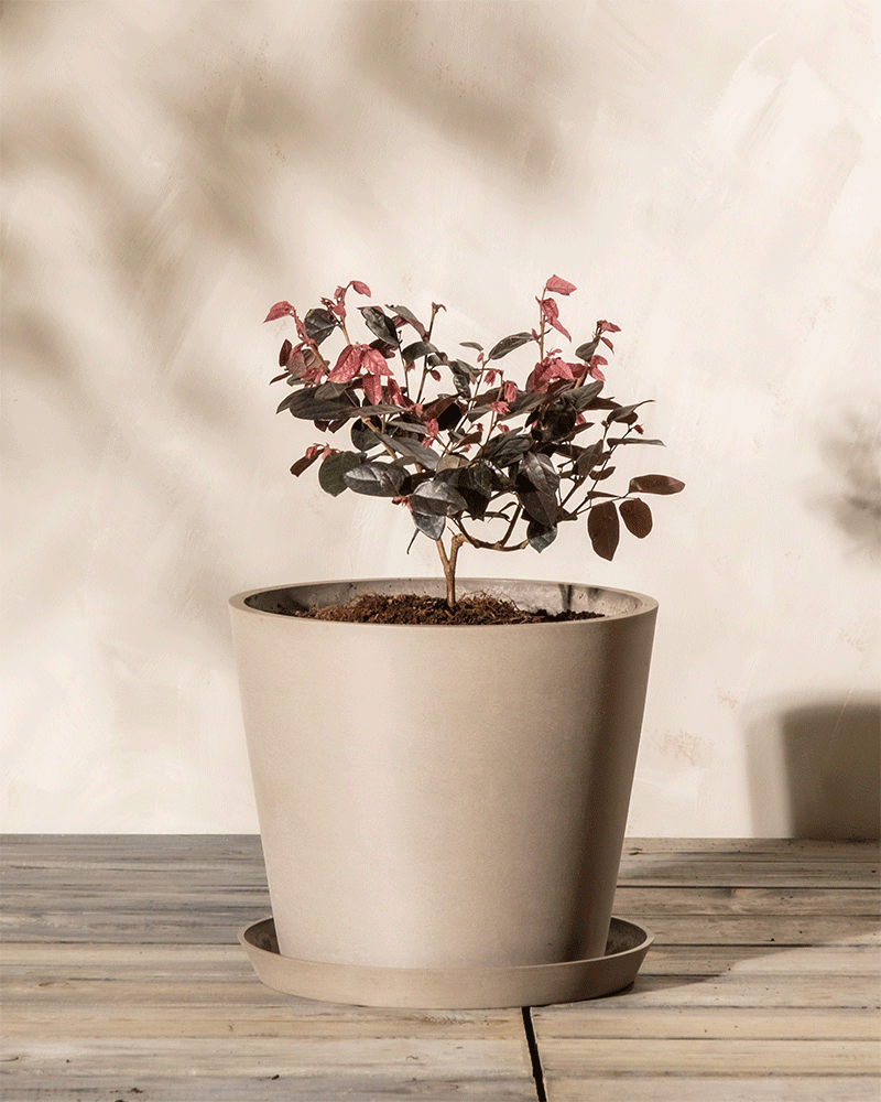 Ein kleiner Topf Loropetalum chinense mit dunkelgrünen und rosa Blättern steht in einem beigen Pflanzgefäß auf einer Holzoberfläche. Der Hintergrund ist eine helle, neutral gefärbte Wand mit subtilen Schattenmustern. Die Pflanze steht zentriert und gut beleuchtet, sodass ihr leuchtendes Blattwerk zur Geltung kommt.