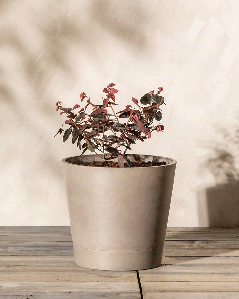 Ein kleines Loropetalum chinense mit rötlichen Blättern wächst in einem großen, beigen Keramiktopf auf einer Holzoberfläche vor einer hellen, strukturierten Wand. Die Schatten der Pflanze werden auf die Wand geworfen, was darauf hindeutet, dass sie von natürlichem Licht beleuchtet wird.