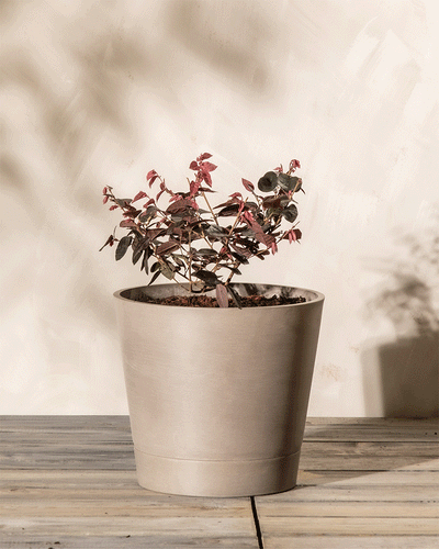 Ein kleines Loropetalum chinense mit rötlichen Blättern wächst in einem großen, beigen Keramiktopf auf einer Holzoberfläche vor einer hellen, strukturierten Wand. Die Schatten der Pflanze werden auf die Wand geworfen, was darauf hindeutet, dass sie von natürlichem Licht beleuchtet wird.