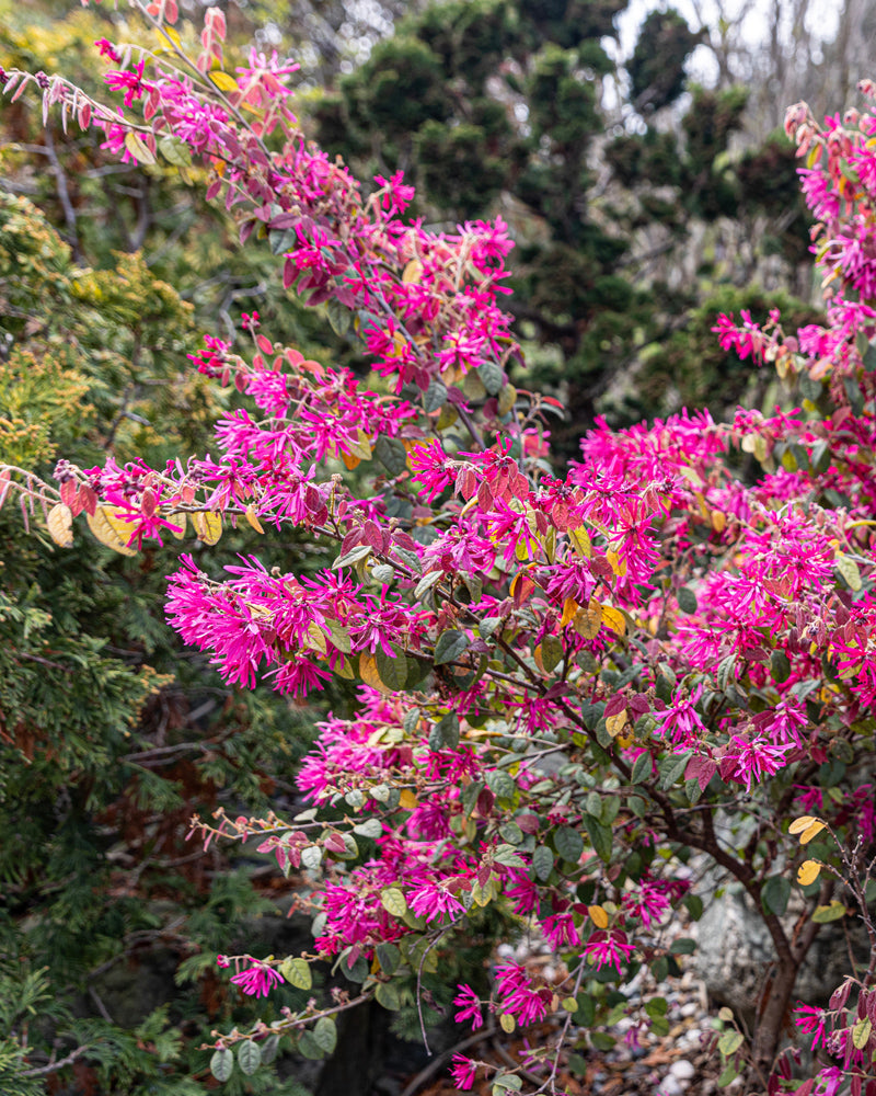Ein kräftiger Busch namens Loropetalum chinense mit leuchtend rosa Blüten und grünem Laub sticht vor einem Hintergrund aus Bäumen und Sträuchern hervor. Die dichten Blüten bilden in der natürlichen Umgebung ein farbenfrohes und auffälliges Bild, das treffend „Loropetalum chinense“ genannt wird.