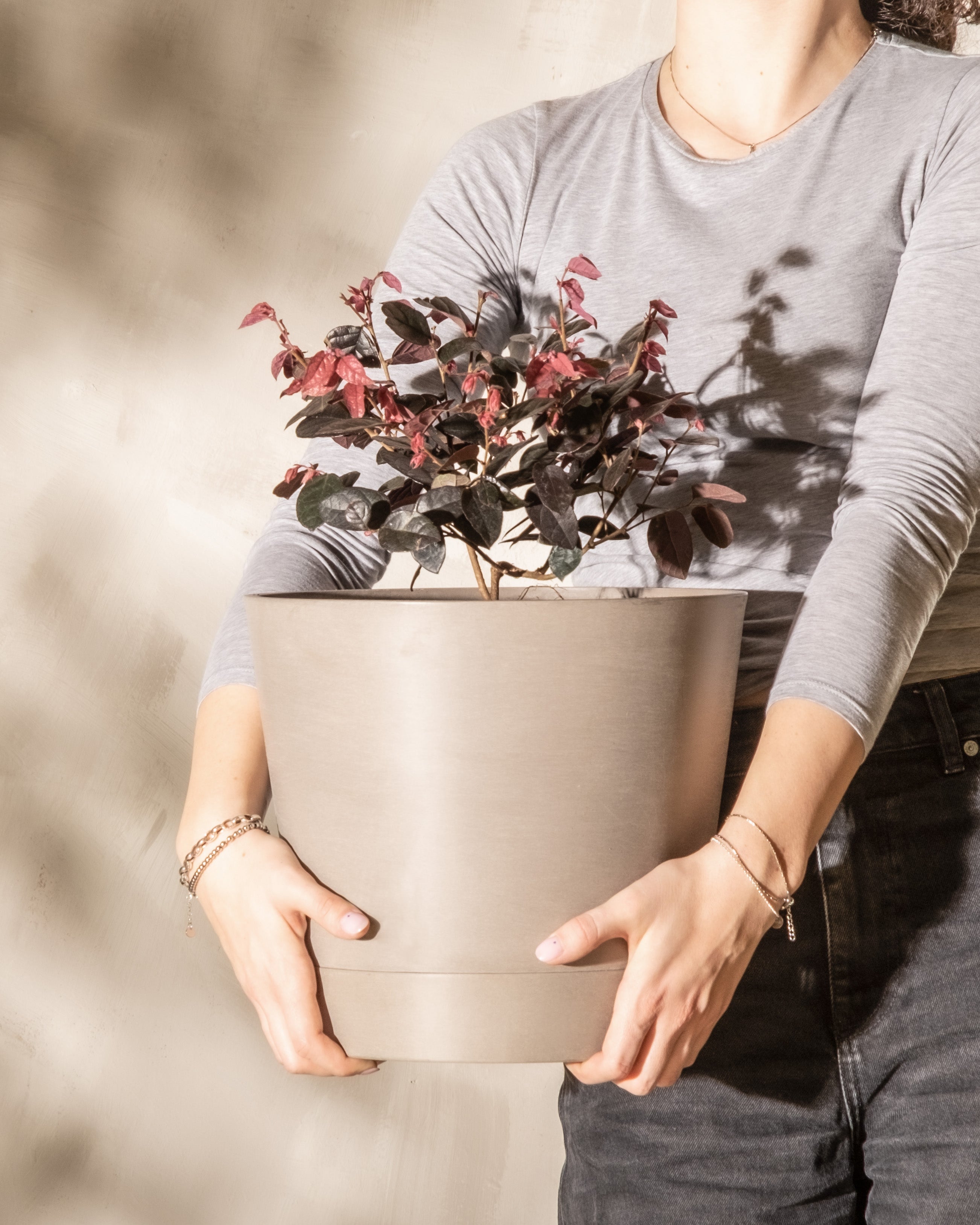 Person in einem grauen Langarmhemd und schwarzen Hosen, die einen großen beigen Blumentopf mit einem grün und rötlich-violett belaubten Loropetalum chinense hält. Der Hintergrund ist eine Wand in neutraler Farbe. Das Gesicht der Person ist nicht sichtbar.