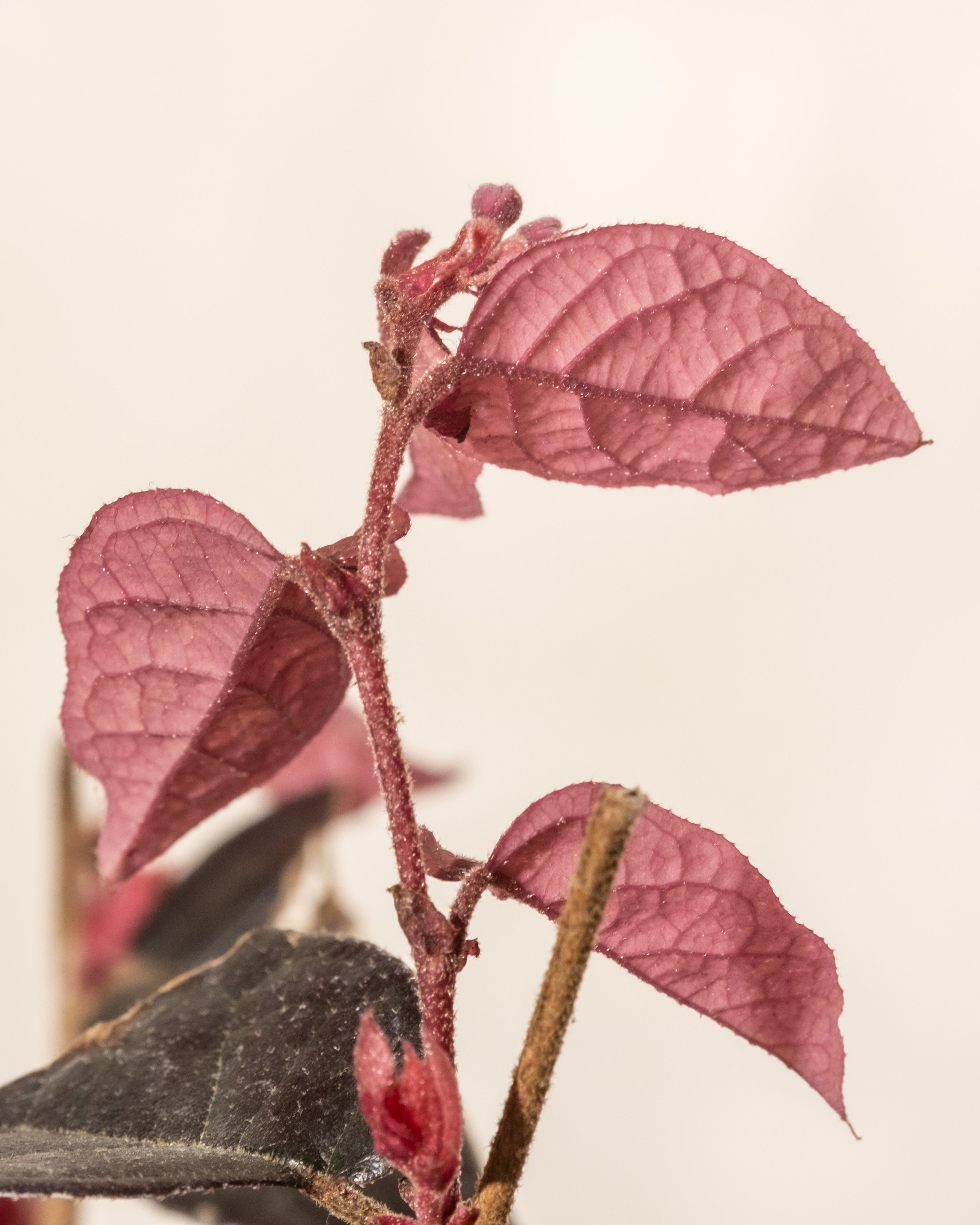 Nahaufnahme eines Stiels mit mehreren rosa-violetten Blättern, charakteristisch für die Sorte Fire Dance von Loropetalum chinense. Die Blätter haben eine strukturierte, gewellte Oberfläche und sind abwechselnd am Stiel angeordnet. Der neutrale Hintergrund hilft, die leuchtende Farbe und die Details dieser Loropetalum chinense-Blätter hervorzuheben.