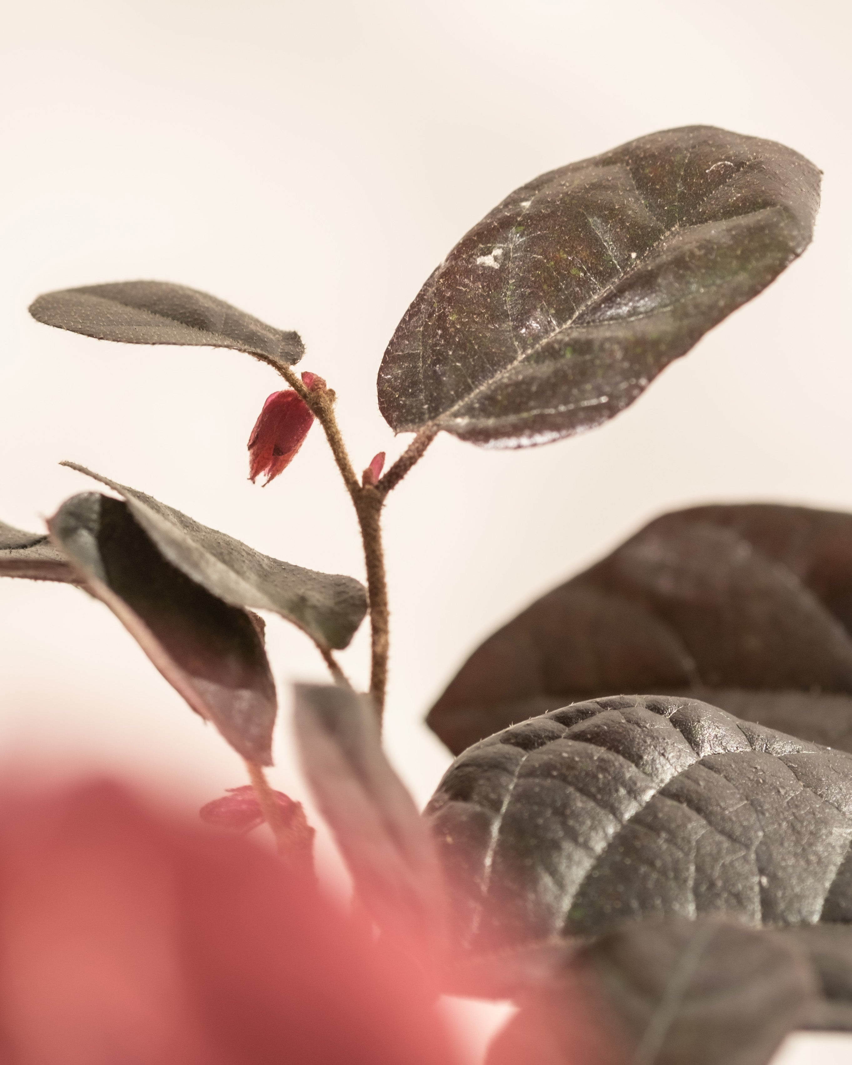 Eine Nahaufnahme eines Loropetalum chinense, die seine dunkelgrünen Blätter und eine kleine, ungeöffnete rote Knospe zeigt. Der Hintergrund ist leicht verschwommen, wodurch die zarten Texturen und komplizierten Details der Pflanze hervorgehoben werden. Das Bild strahlt eine heitere und natürliche Atmosphäre aus, die als Loropetalum chinense bekannt ist.