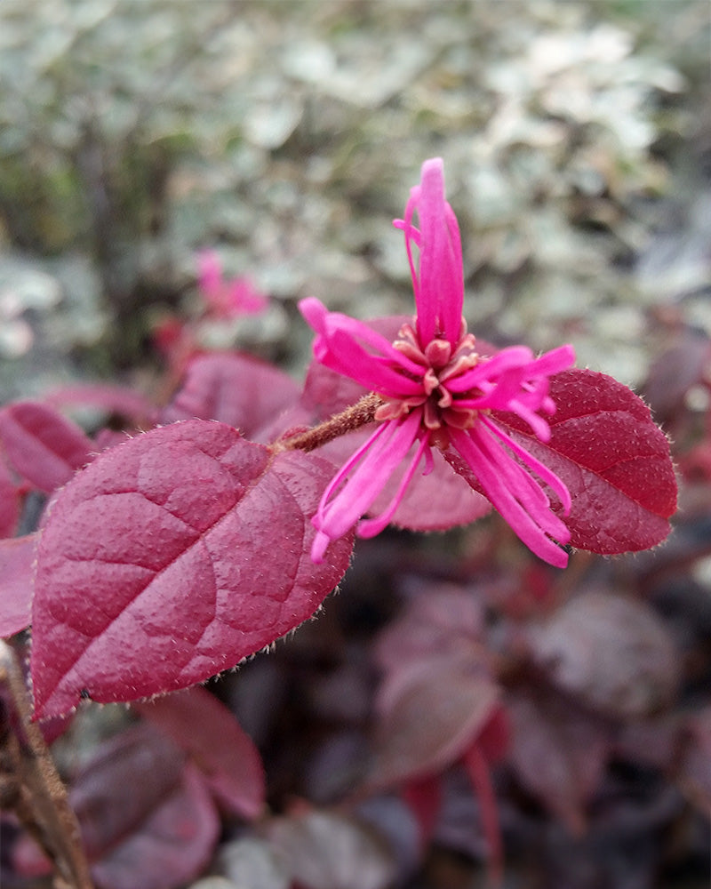 Nahaufnahme einer leuchtend rosa Loropetalum chinense-Blume mit länglichen Blütenblättern inmitten tiefroter Loropetalum chinense-Blätter. Der Hintergrund ist leicht verschwommen, wodurch die komplizierten Details und satten Farben der Flora im Vordergrund hervorgehoben werden.
