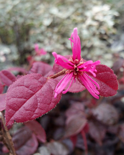 Nahaufnahme einer leuchtend rosa Loropetalum chinense-Blume mit länglichen Blütenblättern inmitten tiefroter Loropetalum chinense-Blätter. Der Hintergrund ist leicht verschwommen, wodurch die komplizierten Details und satten Farben der Flora im Vordergrund hervorgehoben werden.
