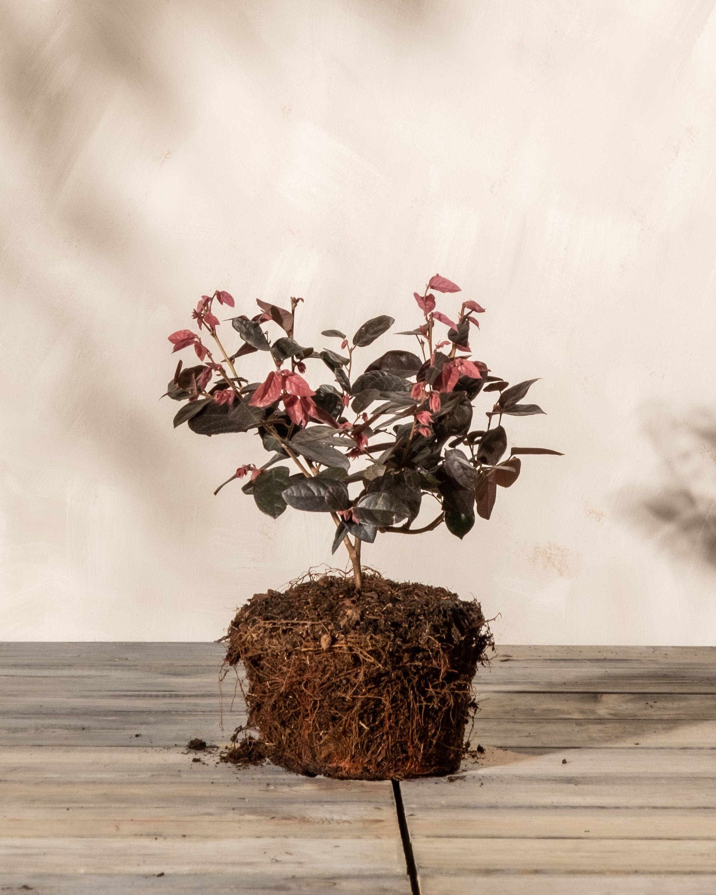 Eine kleine Riemenblüte mit dunklen Blättern und rosa Blüten wird aus ihrem Topf genommen und auf eine Holzfläche gestellt. Wurzeln und Erde liegen frei vor einer hellbeigen Wand mit sanften Schatten.