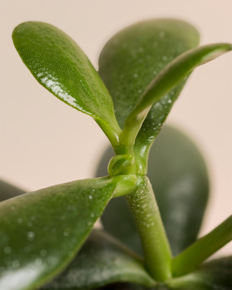 Die Nahaufnahme des Baby Geldbaums (3er Set) - feey zeigt dicke, glänzende, ovale grüne Blätter und einen kräftigen Stiel vor einem neutralen Hintergrund.