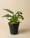 Der Philodendron 'Jose Buono' - feey ist eine grüne Pflanze mit bunten Blättern, die in einem schwarzen Plastiktopf wächst und vor einem einfarbig beigen Hintergrund abgebildet ist.