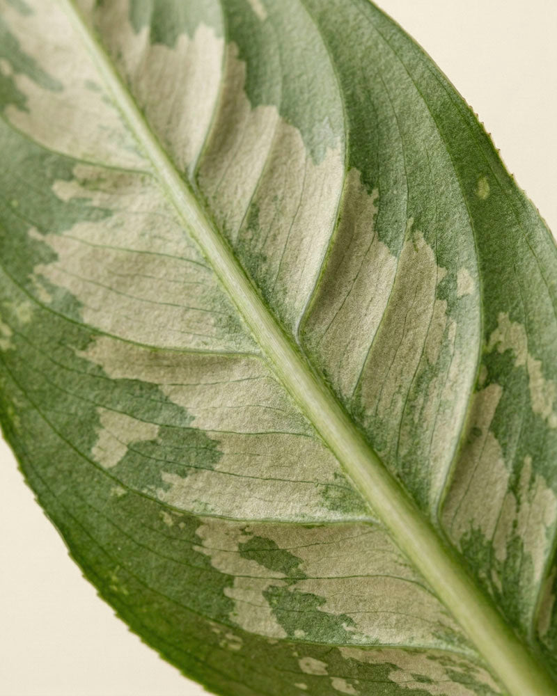 Nahaufnahme eines Blattes von Homalomena 'Candid' mit hellgrüner und cremefarbener Panaschierung in der Mitte und an den Rändern, mit detaillierter Textur und sichtbaren Adern.