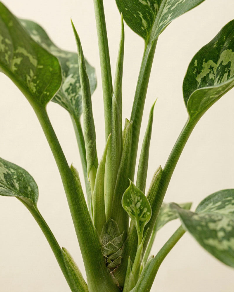 Nahaufnahme einer gesunden Homalomena 'Candid' mit dicken Stängeln und breiten, weiß-hellgrünen Blättern vor einem neutralen Hintergrund.