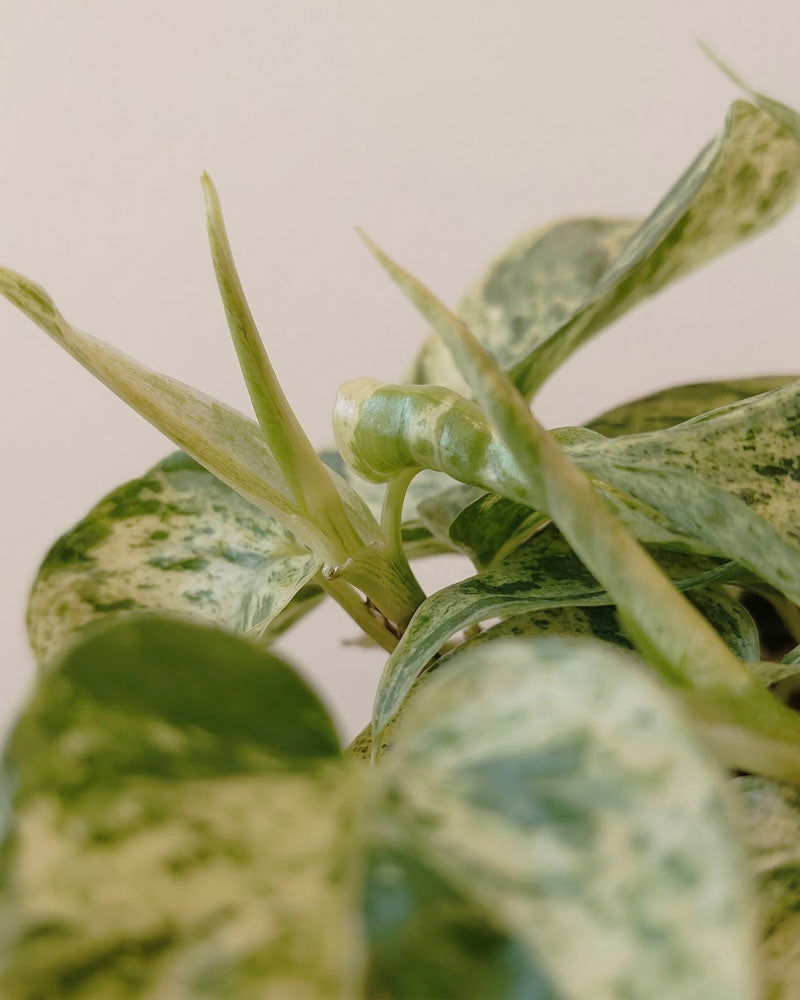 Nahaufnahme von Philodendron 'Oxycardium Variegata' - feige Blätter in Grün- und Cremetönen, mit samtigem Laub und frischem Neuaustrieb in der Mitte vor einem schlichten, hellen Hintergrund.