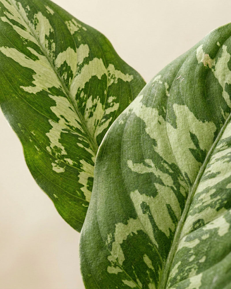 Nahaufnahme von zwei großen Blättern der Homalomena 'Candid' mit hellgrüner und cremefarbener Panaschierung, die komplizierte Strukturen und Marmorierungen hervorheben - eine elegante Zimmerpflanze vor einem weichen, neutralen Hintergrund.