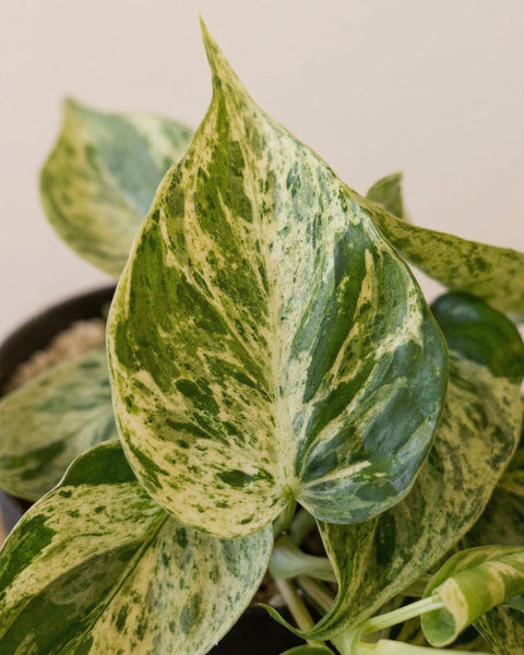 Eine Nahaufnahme eines Philodendron 'Oxycardium Variegata' - feey Blattes hebt die Herzform und die grün-cremefarbene Marmorierung mit glatter, samtiger Textur hervor. Im Hintergrund sind weitere, ähnlich gemusterte Blätter zu sehen.