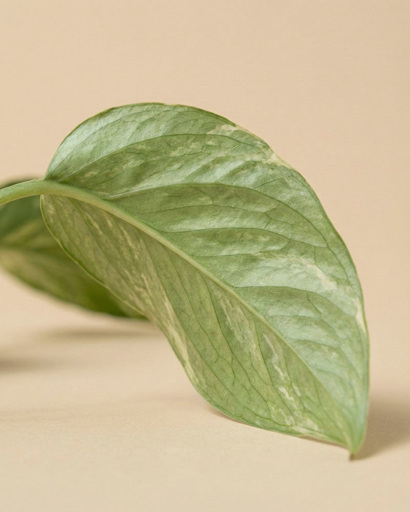 Eine Nahaufnahme eines grünen Blattes mit sichtbaren Adern auf beigem Hintergrund, die die Schönheit der Epipremnum pinnatum variegata - feey, einer beliebten panaschierten Hängepflanze, hervorhebt.