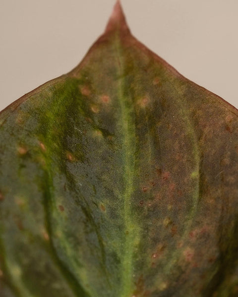 Eine Nahaufnahme eines Philodendron micans - Feenblattes mit samtartiger Textur, braunen und gelben Flecken - potenzielle Krankheiten oder Schäden - mit spitzer Spitze und grüner Mittelrippe.