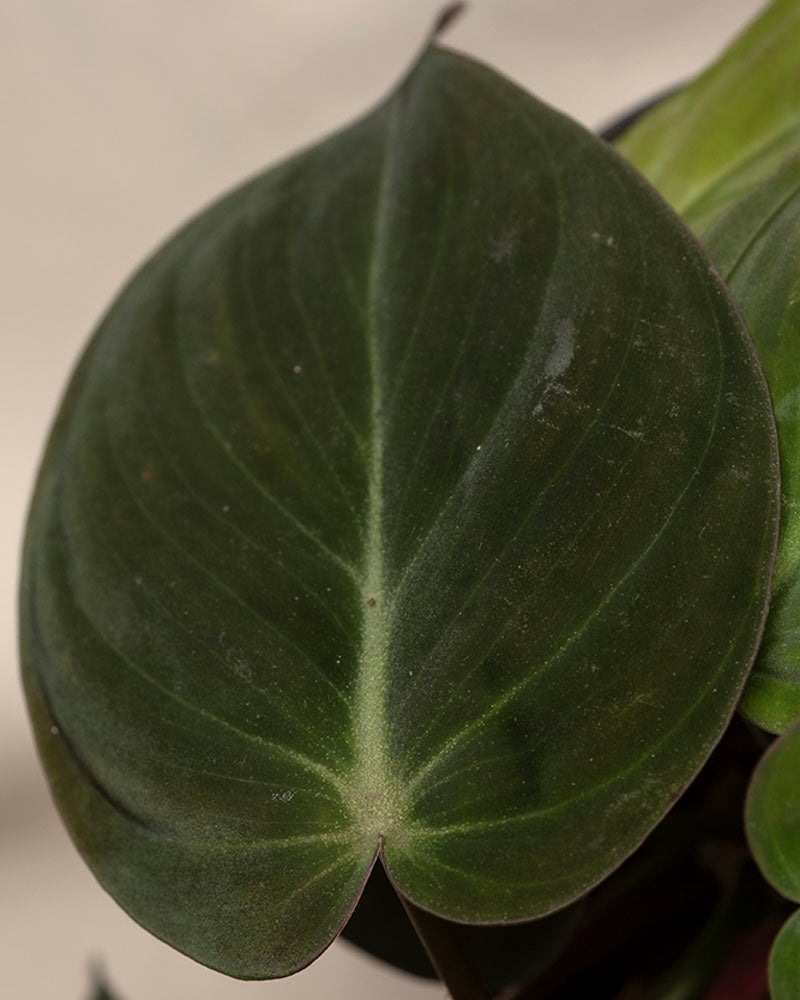 Eine Nahaufnahme eines Philodendron micans - feey Blattes zeigt seine dunkelgrüne, herzförmige Form mit hellgrünen Adern und samtige Blätter Textur. Der unscharfe Hintergrund hebt die glatte Oberfläche und den subtilen Glanz des Blattes hervor.