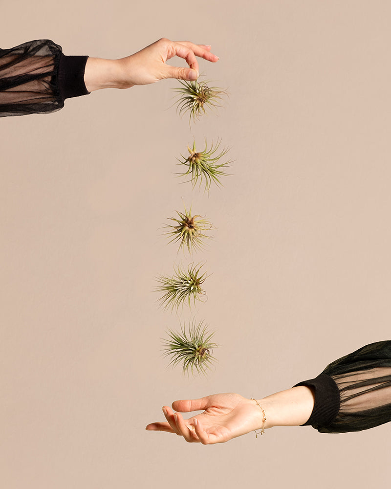 Auf dem Bild sind zwei Hände zu sehen. Die obere Hand ist bereit, eine Schnur beeindruckender Luftpflanzen loszulassen, und die untere Hand ist geöffnet, um sie aufzufangen. Beide Hände sind mit durchsichtigen schwarzen Ärmeln geschmückt. Der Hintergrund ist einfarbig beige.