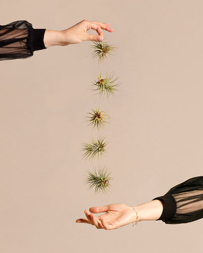 Auf dem Bild sind zwei Hände zu sehen. Die obere Hand ist bereit, eine Schnur beeindruckender Luftpflanzen loszulassen, und die untere Hand ist geöffnet, um sie aufzufangen. Beide Hände sind mit durchsichtigen schwarzen Ärmeln geschmückt. Der Hintergrund ist einfarbig beige.
