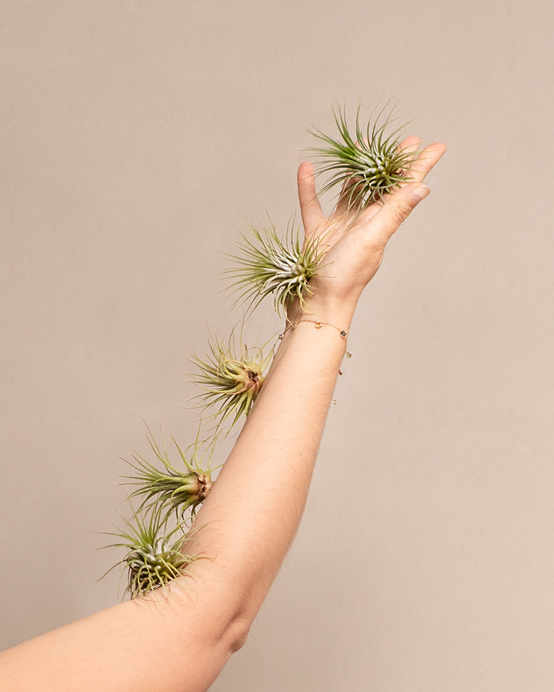 Der Unterarm und die Hand einer Person sind mit mehreren kleinen Luftpflanzen geschmückt. Der Arm ist vor einem schlichten beigen Hintergrund ausgestreckt, wobei die Luftpflanze vom Handgelenk bis zu den Fingerspitzen entlang des Arms angebracht ist. Die Person trägt ein zartes Armband.