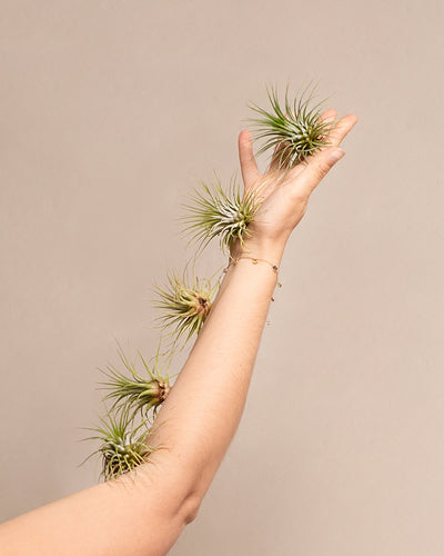 Der Unterarm und die Hand einer Person sind mit mehreren kleinen Luftpflanzen geschmückt. Der Arm ist vor einem schlichten beigen Hintergrund ausgestreckt, wobei die Luftpflanze vom Handgelenk bis zu den Fingerspitzen entlang des Arms angebracht ist. Die Person trägt ein zartes Armband.