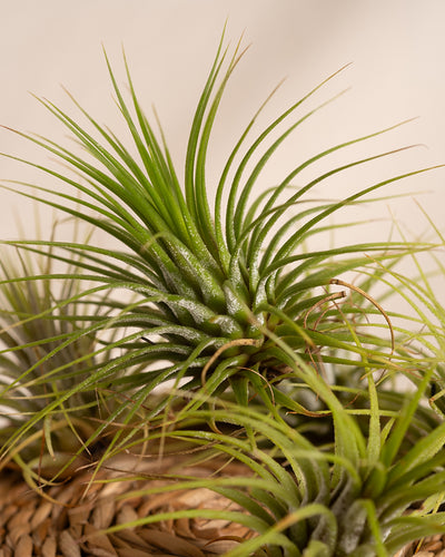 Nahaufnahme einer leuchtend grünen Luftpflanze, auch als Air Plant bekannt, die in einem geflochtenen Korb ruht. Die stacheligen Blätter der Pflanze fächern sich in verschiedene Richtungen auf, fangen das Licht ein und zeigen ihre natürliche Textur und Form vor einem neutralen Hintergrund. Wirklich beeindruckende Pflanzen!