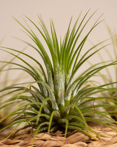 Nahaufnahme einer Tillandsia ionantha rubra mit langen, schlanken Blättern, die spitz zulaufen und auf einer gewebten Oberfläche wachsen. Der Hintergrund ist weich und neutral und hebt die leuchtenden Grüntöne und die komplexe Blattstruktur der Pflanze hervor. Diese Luftpflanzen verleihen jedem Raum einen Hauch von Eleganz.