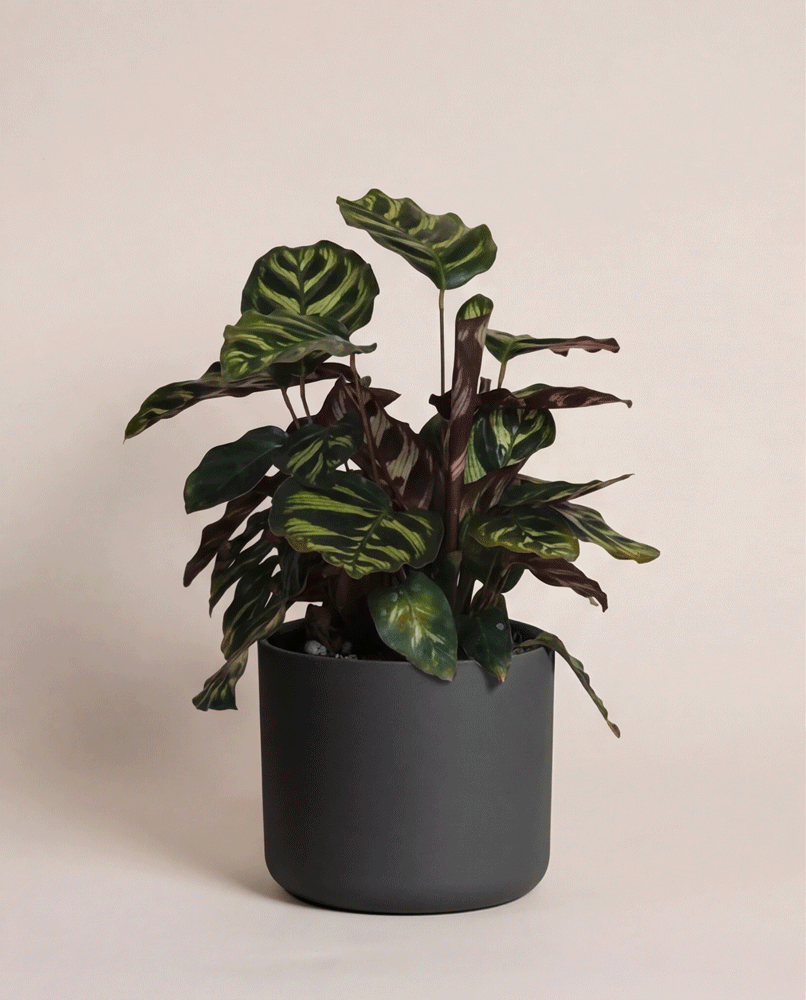 Eine Kleine Calathea makoyana - feey mit grünen und dunkelviolett gemusterten Blättern sitzt in einem matten dunkelgrauen Topf vor einem schlichten, hellbeigen Hintergrund.