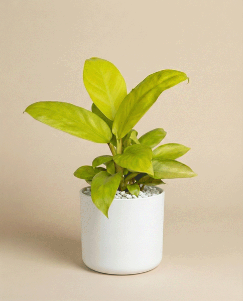 Ein Philodendron 'Ceylon Gold' - feey mit breiten grünen Blättern sitzt in einem weißen Topf, der mit kleinen weißen Steinen gefüllt ist, vor einem schlichten beigen Hintergrund.