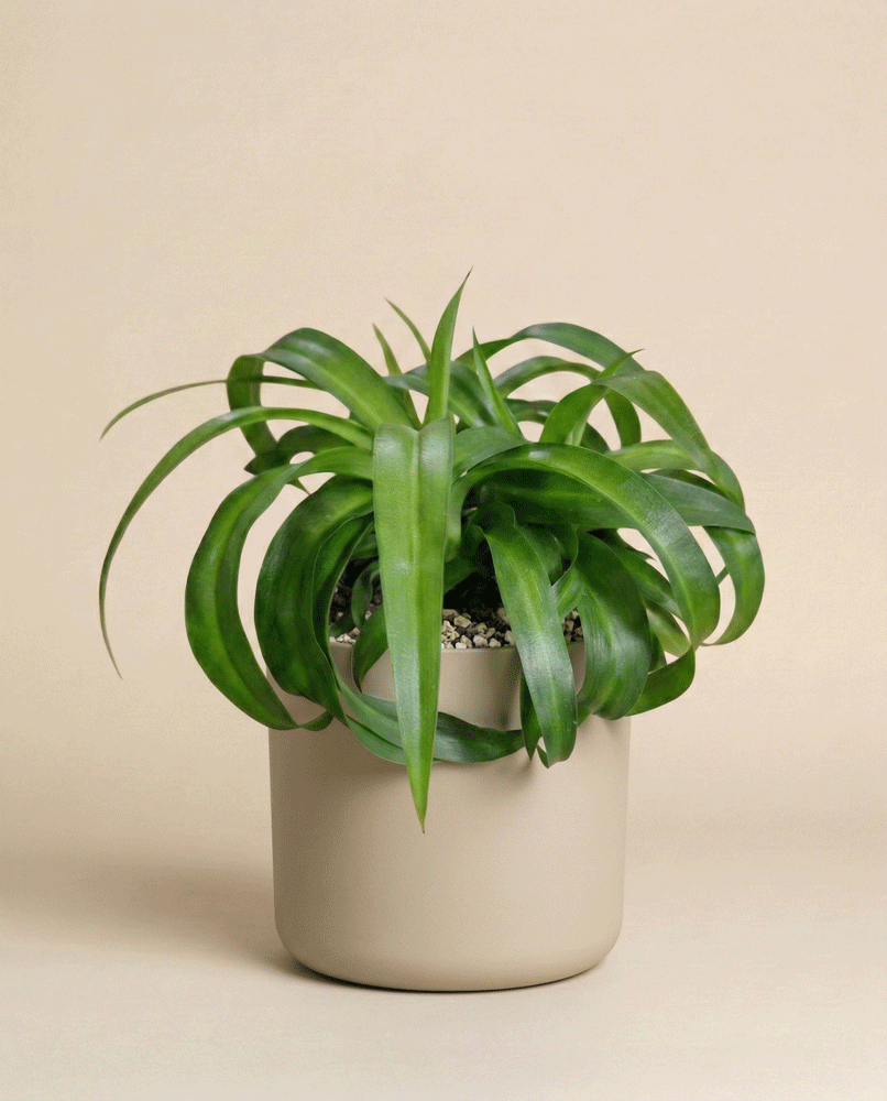 Die Grünlilie 'Green Bonnie' mit ihren langen, geschwungenen Blättern sitzt in einem glatten, hellbeigen Topf vor einem schlichten beigen Hintergrund und setzt als Zimmerpflanze einen eleganten grünen Akzent.