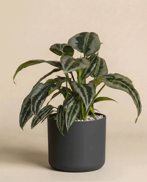 Die Schismatoglottis 'Silver Indukan' - feey ist eine tropische Zimmerpflanze mit breiten, dunkelgrünen, hellgrün gemusterten Blättern, die in einem matten, dunkelgrauen Topf vor einem einfarbig beigen Hintergrund steht.