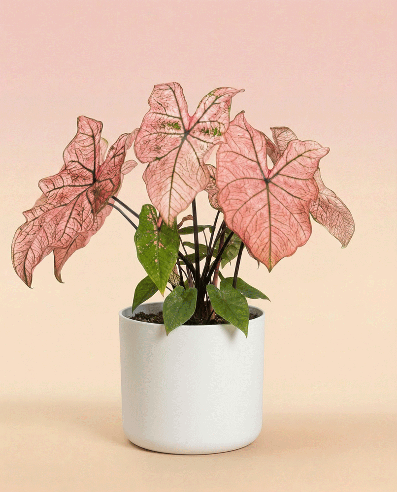Das Caladium 'Spring Fling' mit seinen großen, rosa geäderten Blättern steht in einem schlichten weißen Topf vor einem Hintergrund mit sanftem Farbverlauf, der von oben nach unten von hellrosa nach beige verläuft.