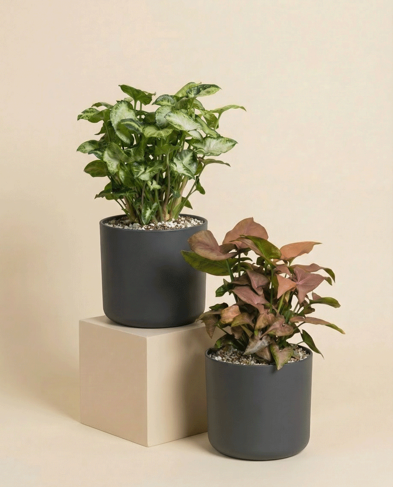 Schweizer Syngonium-Duo