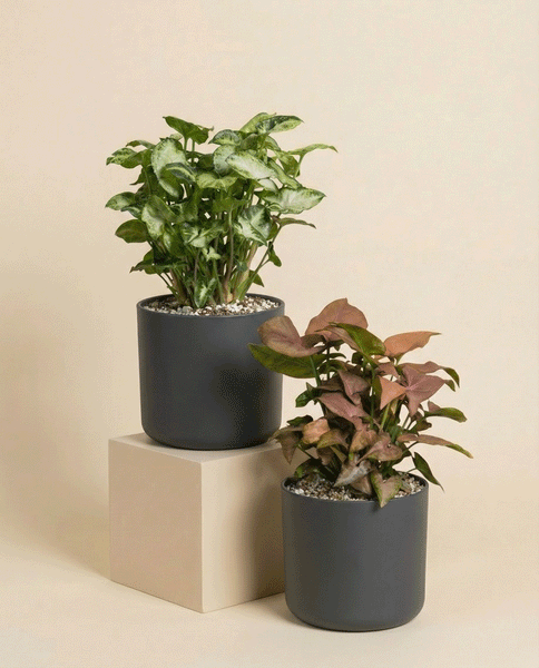 Schweizer Syngonium-Duo