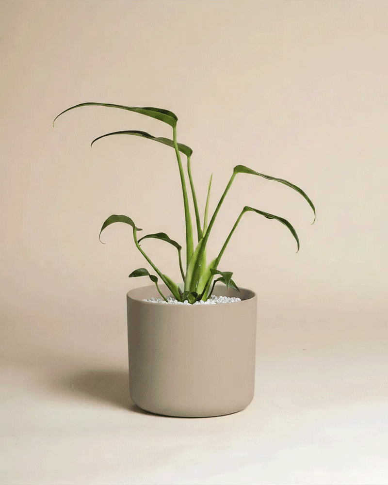 Eine Monstera 'Burle Marx Flame' von feey mit langen, schlanken, grünen Blättern in einem hellgrauen, runden, mit weißen Kieselsteinen gefüllten Topf vor einem schlichten beigen Hintergrund.