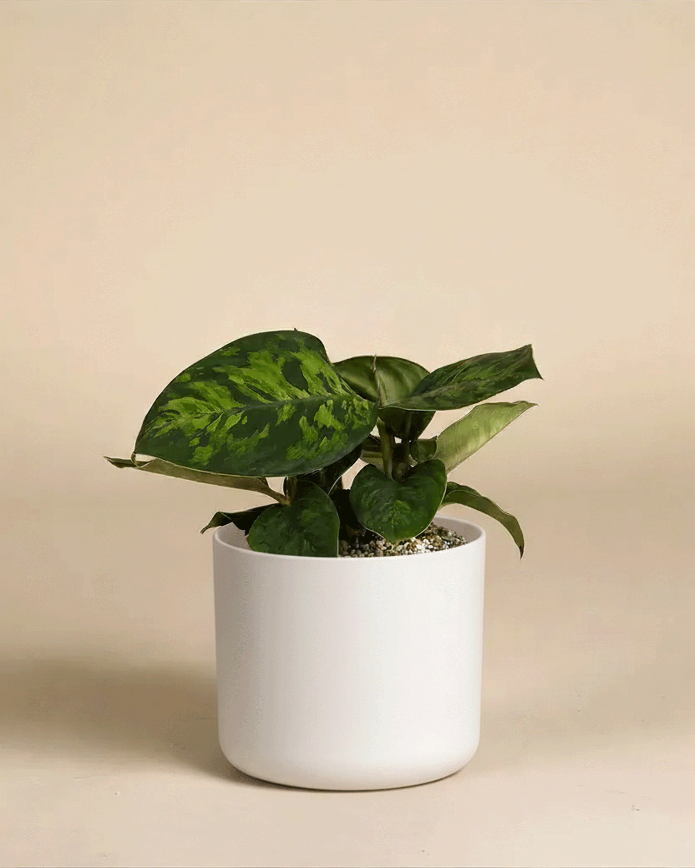 Eine Homalomena 'Camouflage - feey' mit auffälligem Laub sitzt in einem einfachen weißen Topf vor einem schlichten beigen Hintergrund.