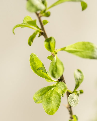 Eine Nahaufnahme eines schlanken Goji-Beere-Zweiges zeigt leuchtend grüne Blätter vor einem weichen Hintergrund und hebt die Zartheit und das frische Wachstum des Laubs der Pflanze Lycium barbarum hervor.