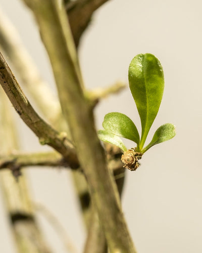 Eine kleine grüne Knospe einer Goji-Beere sprießt aus einem braunen Zweig vor einem leicht verschwommenen Hintergrund. Die frischen Blätter bilden einen kräftigen Kontrast zum trockenen Holz und zeigen lebendiges neues Wachstum.