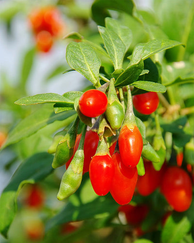Eine Nahaufnahme zeigt eine Lycium barbarum-Pflanze. Die leuchtend roten Goji-Beeren sind zwischen üppigen grünen Blättern eingebettet, mit einem sanft unscharfen Hintergrund, der die frischen, reifen Beeren im Vordergrund betont.
