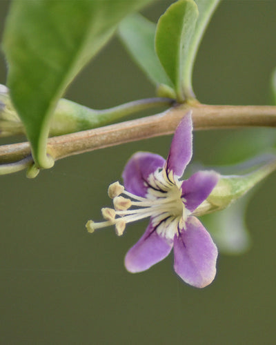 Eine Nahaufnahme einer violett-weißen Goji-Beere-Blüte hängt an einem schlanken Zweig, umgeben von grünen Blättern. Die fünfblättrige Blüte bildet in ihrer Mitte ein sternförmiges Muster, das durch mehrere Staubblätter hervorgehoben wird, vor einem leicht verschwommenen Hintergrund.