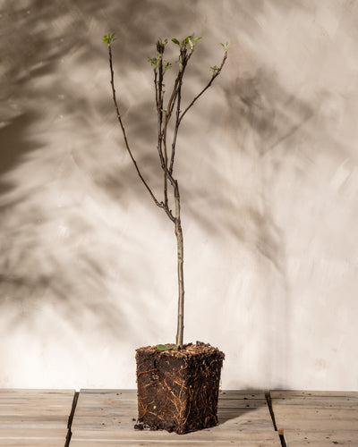 Ein kleiner Apfelbaum im Topf mit knospenden Zweigen steht auf einer Holzoberfläche. Sichtbare Wurzeln im Erdblock und weiche Schatten auf dem hellen Hintergrund verleihen dem Braeburn Patio im Innenbereich Charme.
