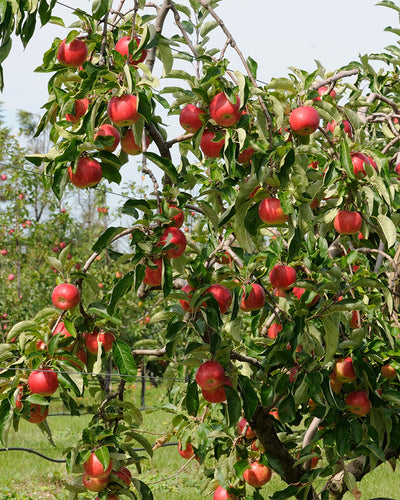 Ein Malus domestica, genauer gesagt der Apfelbaum, steht geschmückt mit üppigen grünen Blättern und reifen roten Äpfeln. In der Nähe verstärkt die Braeburn Patio den Charme des Gartens unter einem klaren Himmel.