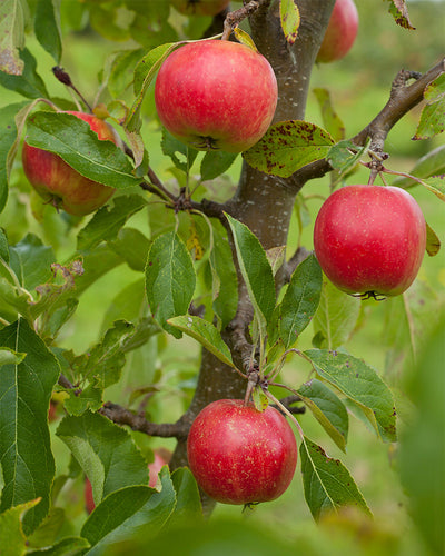 Nahaufnahme eines Apfelbaumzweigs mit reifen roten Äpfeln, die zwischen grünen Blättern hängen. Die Äpfel sind leuchtend und glatt, während die Blätter leichte Abnutzungserscheinungen mit braunen Flecken aufweisen. Der Hintergrund ist ein weiches, verschwommenes Grün.