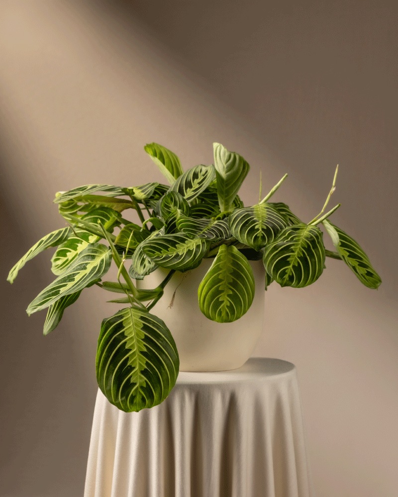 Maranta Lemon Lime