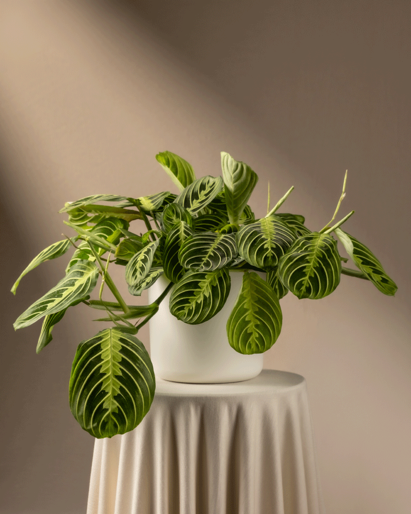 Maranta Lemon Lime