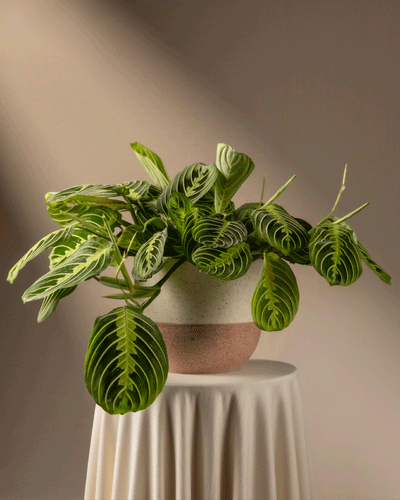 Maranta Lemon Lime