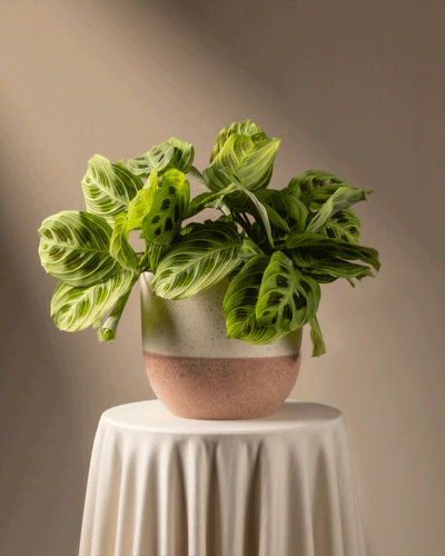 Eine Topfpflanze der Art Maranta „Light Veins“ mit großen grünen Blättern und dunklen Mustern steht auf einem runden, drapierten Tisch. Ihr zweifarbiger Topf weist eine strukturierte Oberfläche in Beige und Braun auf. Sanftes Licht erzeugt sanfte Schatten und betont das leuchtende Blattwerk.