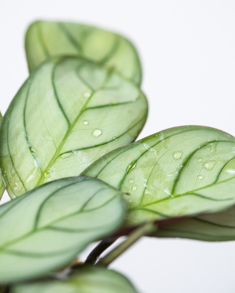 Baby Maranta ‘Amabilis Mint’