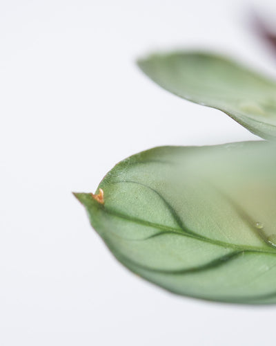 Baby Maranta ‘Amabilis Mint’