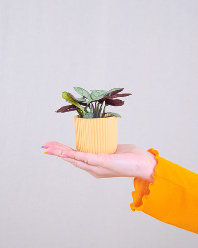 Baby Maranta ‘Amabilis Mint’