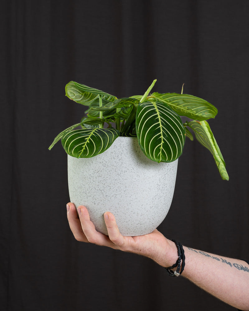 Maranta Lemon Lime in hellgrauem Keramiktopf vor schwarzem Vorhang, gehalten von einer Hand.